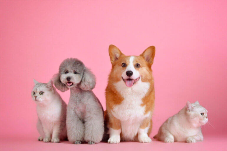 Pampered Paws: The Benefits of Regular Pet Grooming