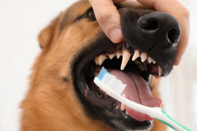 Brushing and Teeth Cleaning for Dogs and Cats: Keep Your Furry Friend’s Smile Sparkling!